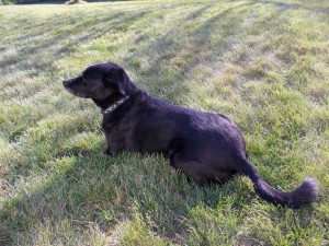 Jasper keeps an eye out for squirrels and rabbits