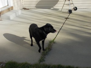 Jasper on the patio