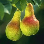 393px-Pears