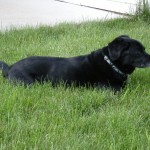 Jasper is always able to find a comfortable spot in the backyard.