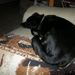 After dinner, Jasper found his favorite spot on the couch