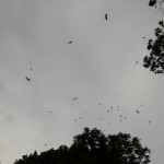 Hawks circling overhead at the North Shore