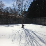 Jasper by the dead maple tree