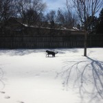 Jasper playing in the snow