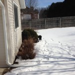 Jasper looking for the rabbits, who often hide in the shrubs